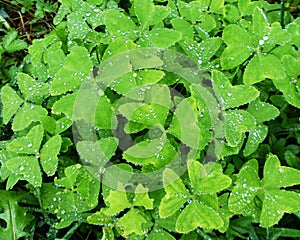 Raindrops on a clover
