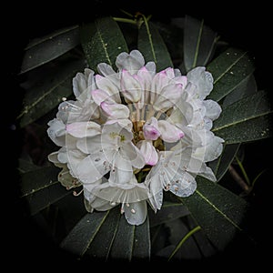 Raindrops on a Clustered American Rhododendron