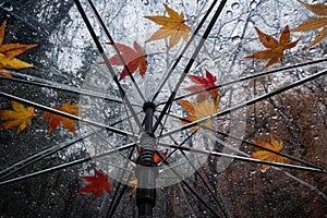 Raindrops and colorful fall leaves on umbrella