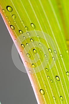 Raindrops on colorfully leaf of the Cordyline fruticosa