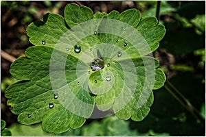 Raindrops on columbine leaf