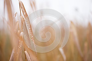 Raindrops on common reed leaves