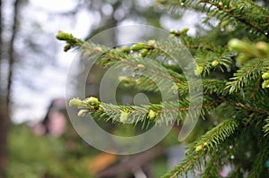Raindrops on Conifer Branch