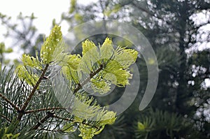 Raindrops on Conifer Branch