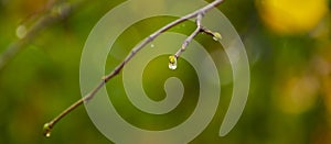 Raindrops on coniferous branches close-up. Soft focus, low key. Atmospheric natural photography. An isolated raindrop on