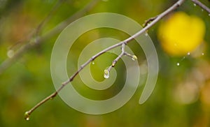 Raindrops on coniferous branches close-up. Soft focus, low key. Atmospheric natural photography. An isolated raindrop on a branch