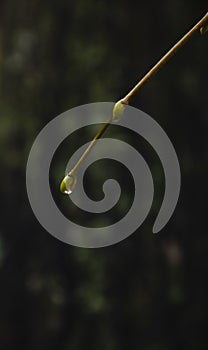 Raindrops on coniferous branches close-up. Soft focus, low key. Atmospheric natural photography. An isolated raindrop on a branch