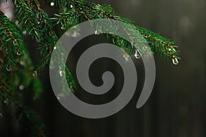 Raindrops on a coniferous tree branch in a forest during a thaw. Dark spring background