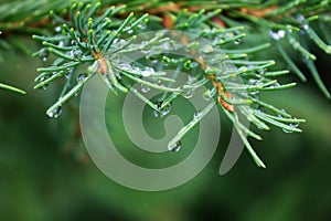 Raindrops on a coniferous tree, fir