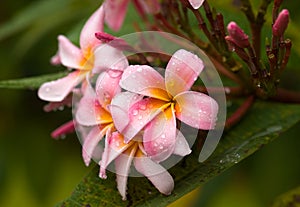 Raindrops Covered Plumeria