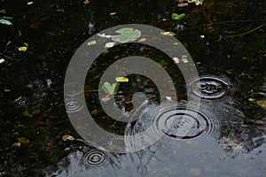 Raindrops Creating Ripples on Forest Pond Surface