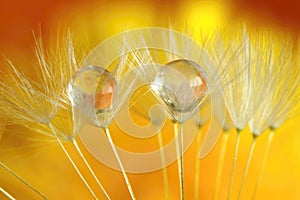 Raindrops on dandelion