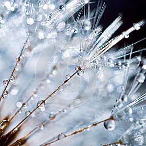 Raindrops on the dandelion seed
