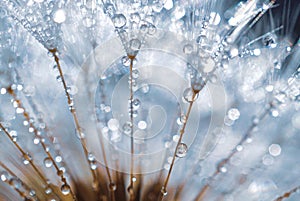 Raindrops on the dandelion seed