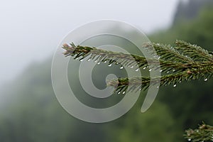 Raindrops or dew drops on branch of spruce twig in mountain forest against fog. Nature in cloudy, cold, rainy weather