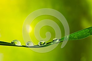 raindrops dew on a single grass leaf, macro