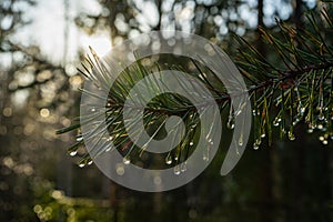 Raindrops or dewdrops on a branch of a coniferous tree in the forest against a background of dark gloomy dense fog. Seasonal