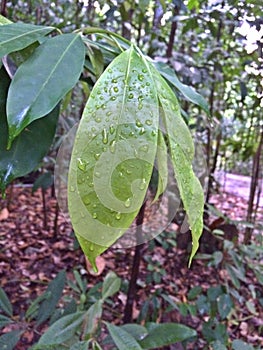 Raindrops on drip-tip leaf