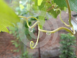 Raindrops dripped on the vine`s vine, green grape vine