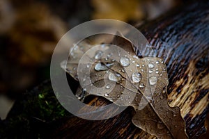 Raindrops on a dry fallen oak leaf