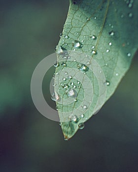 Raindrops on Elderberry Leaf: Macro Shot from Kazakhstan