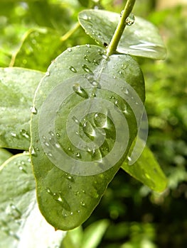 Raindrops on Eucalyptus leaf