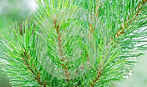 Raindrops on the evergreen branch, macro view. Drops of water on