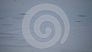 Raindrops fall down on the background of the reservoir, leaving circles, macro shot in slow motion. The concept of