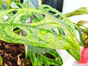 raindrops fall on green leaves