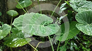 The raindrops that fall wet the taro leaves