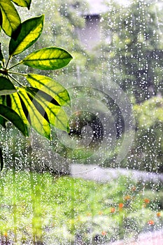 Raindrops fall from the window pane. It`s raining outside. Rainy autumn warm day. The sun shines through the leaves of a