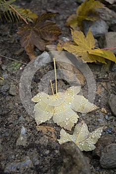 Raindrops on fallen leaf