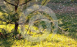 Raindrops falling on a coniferous tree