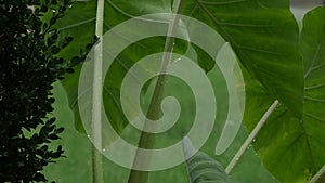 Raindrops falling on elephant ears gently swaying