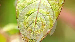Raindrops Falling Plant Leaf Nature Warm Tropical Climate