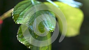 Raindrops falling on plant leaf, with water droplets