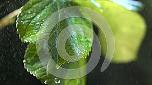 Raindrops falling on plant leaf, with water droplets