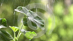 Raindrops falling on plant leaf, with water droplets