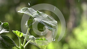 Raindrops falling on plant leaf, with water droplets