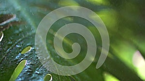 Raindrops falling on plant leaf, with water droplets