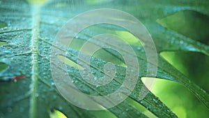 Raindrops falling on plant leaf, with water droplets