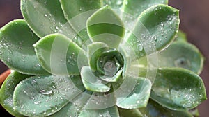 Raindrops falling on plant leaf, with water droplets