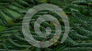 Raindrops on Fern Leaves in the Enchanting Rainforest