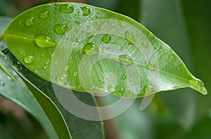 Raindrops on ficus benjamin leaves