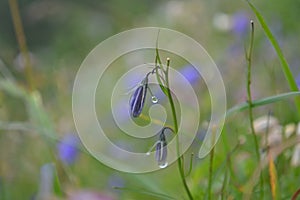 Raindrops on Flowers