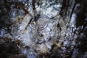 Raindrops in forest pool at Loch Garten in the Cairngorms National Park of Scotland
