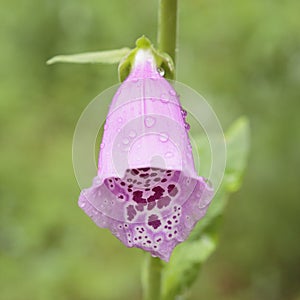 Raindrops on a Foxglove flower