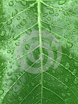 Raindrops on fresh green leaf