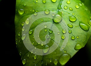 raindrops on fresh green leaves on a black background. Macro shot of water droplets on leaves. Waterdrop on green leaf after a