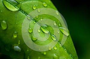 raindrops on fresh green leaves on a black background. Macro shot of water droplets on leaves. Waterdrop on green leaf after a